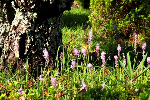 野に咲く花