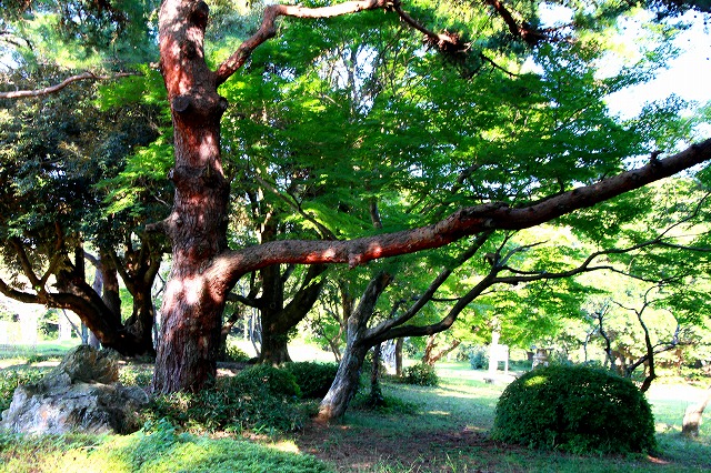 倉田山の庭園