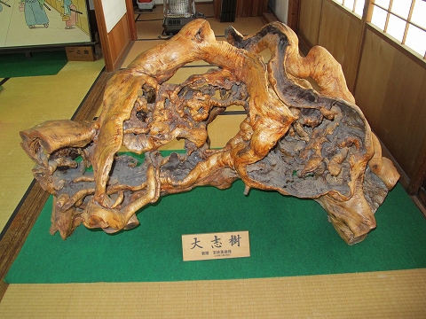 大志樹