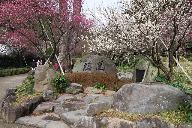 熱海梅園-1