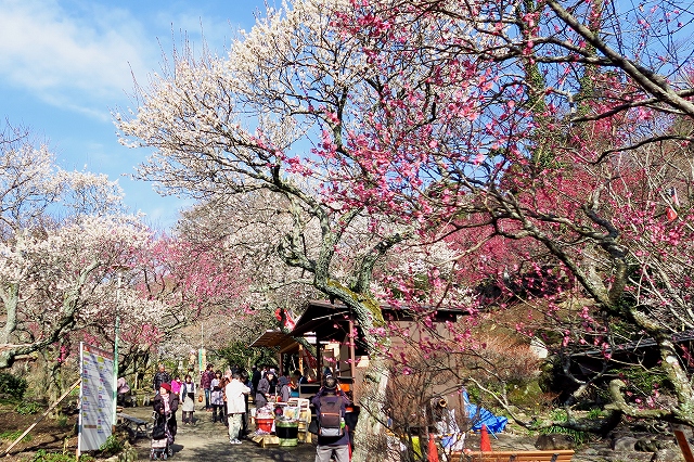 熱海梅園-2