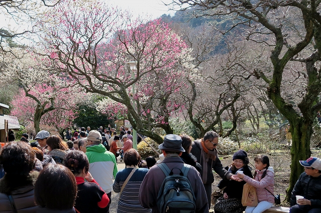 熱海梅園-12