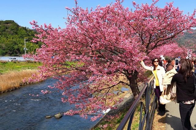 河津桜-2