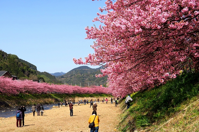 河津桜-4