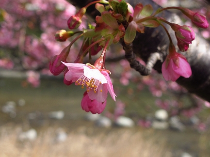 河津桜-6