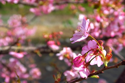 河津桜-7