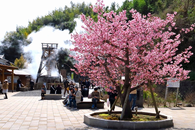河津桜-8