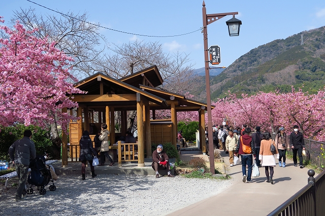 河津桜-9