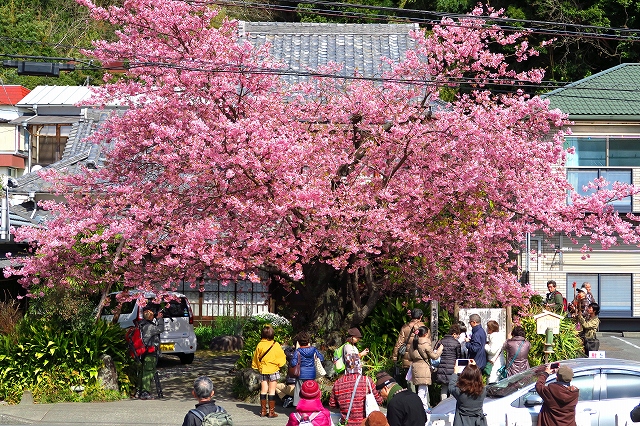 河津桜-10