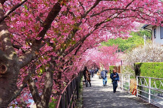 河津桜-11