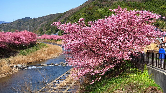 河津桜-3