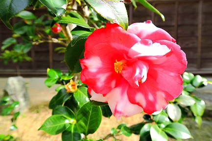 一輪の花