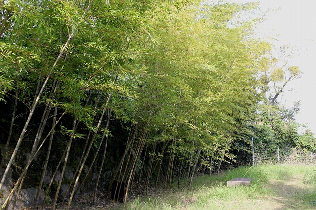 竹公園-3