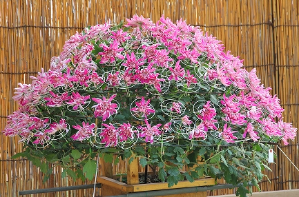 菊の花-2