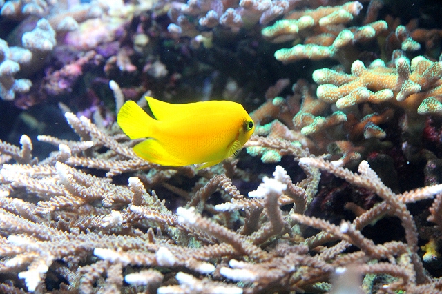 かごしま水族館-6