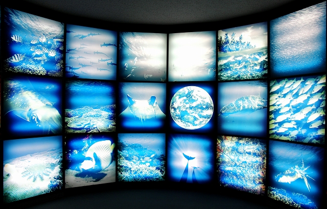 かごしま水族館-7