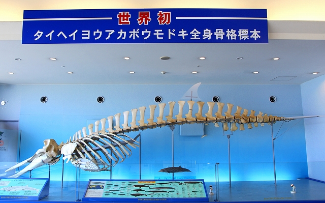 かごしま水族館-8
