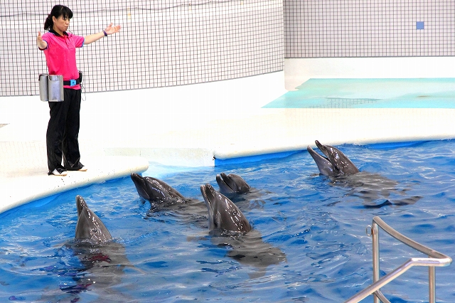 かごしま水族館-10