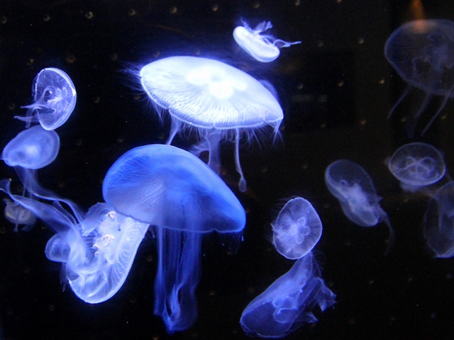 かごしま水族館-12