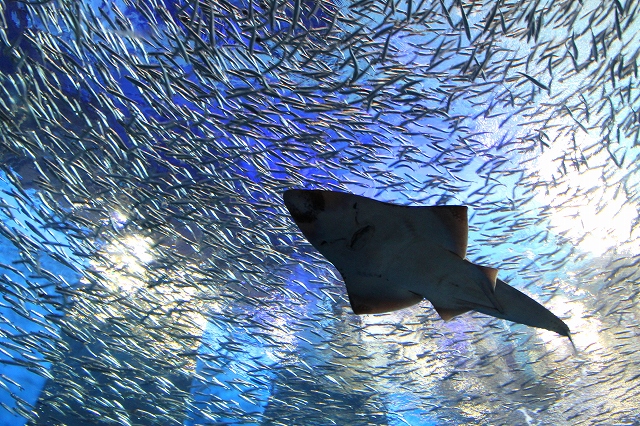 かごしま水族館-13