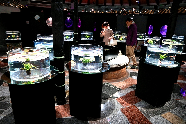 金魚水族館-4