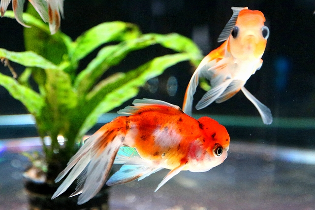 金魚水族館-6