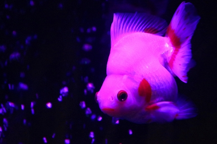 金魚水族館-7