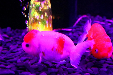 金魚水族館-8