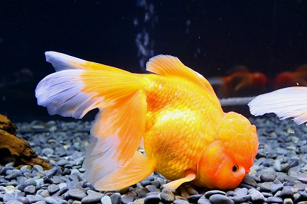 金魚水族館-10