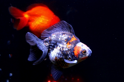 金魚水族館-12