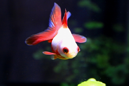 金魚水族館-13