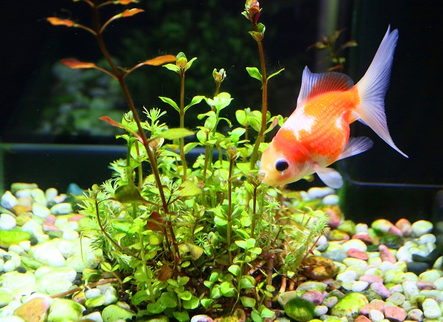 金魚水族館-14