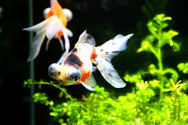 金魚水族館-15