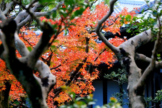 京都・仁和寺