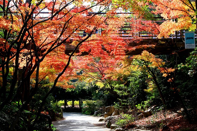 京都・梅小路公園-1