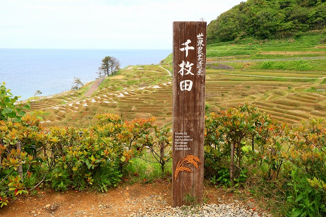 白米千枚田
