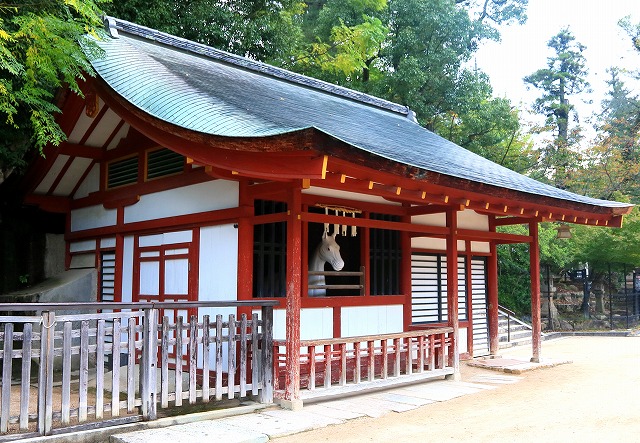 神馬-1