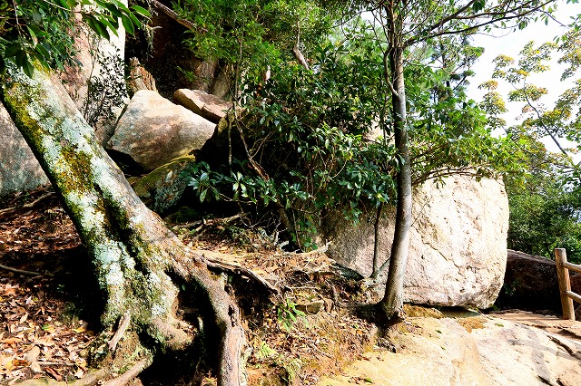 登山道-5