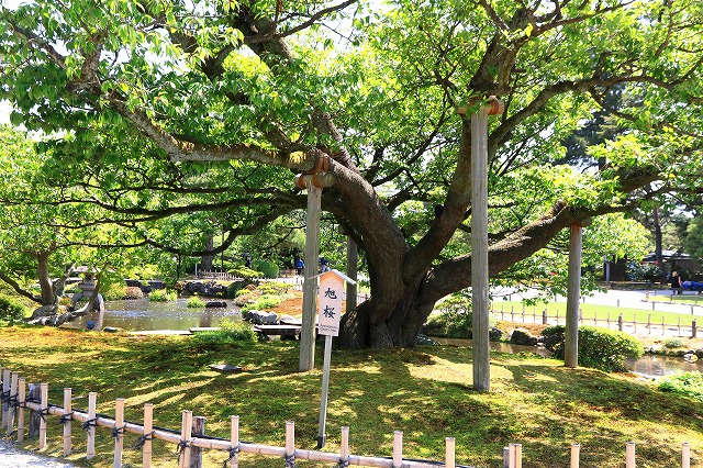 兼六園-4