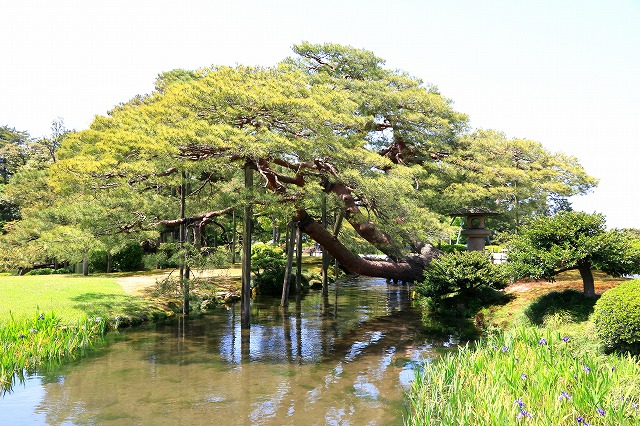 兼六園-6