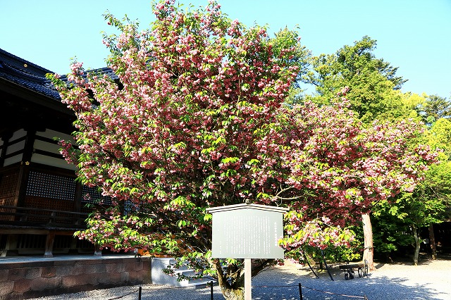 尾山神社-1