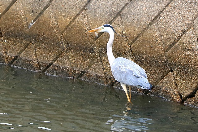 シラサギ