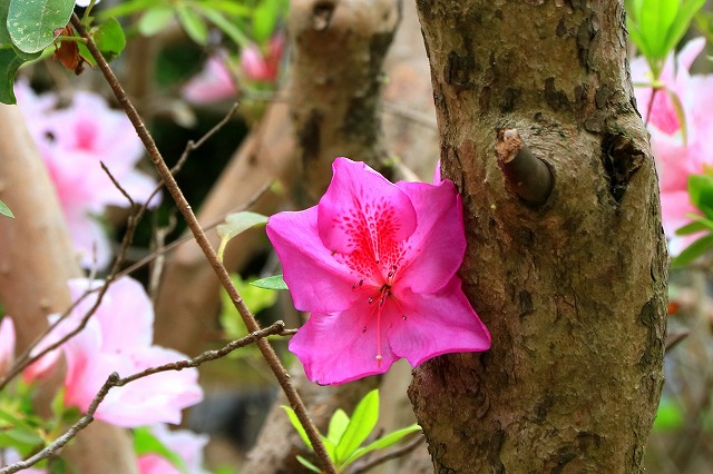 小丸山城址公園-8