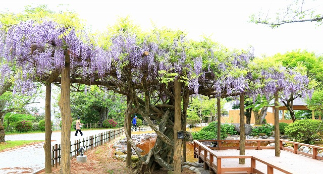 小丸山城址公園-15