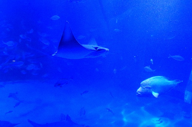 のとじま水族館-3