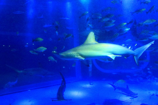 のとじま水族館-4