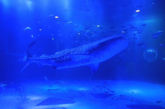 のとじま水族館-5