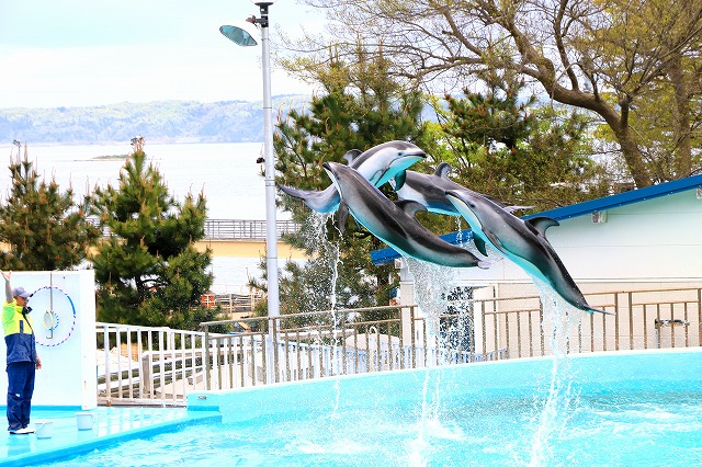 のとじま水族館-7
