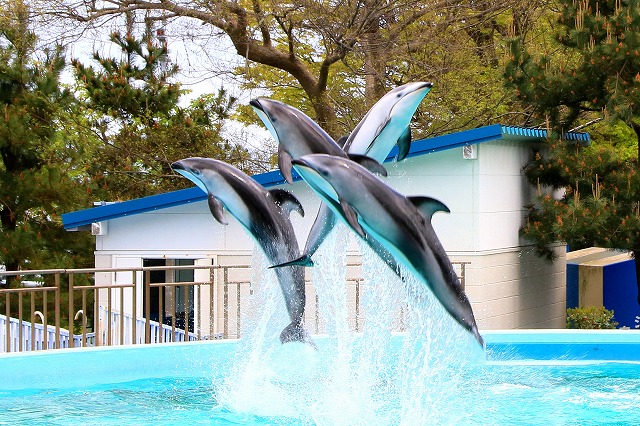 のとじま水族館-8