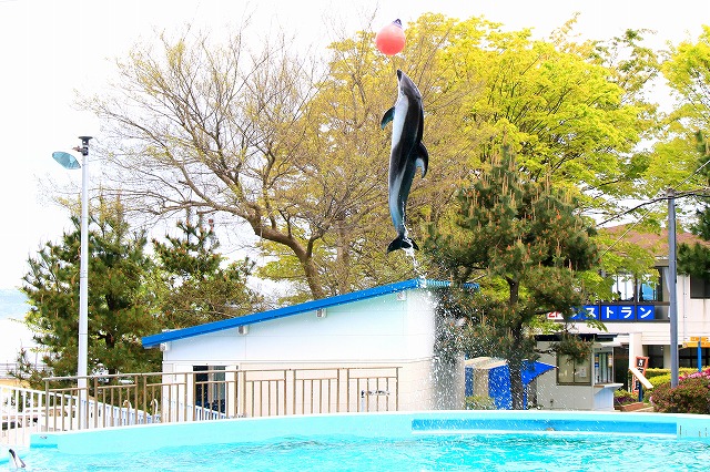 のとじま水族館-9